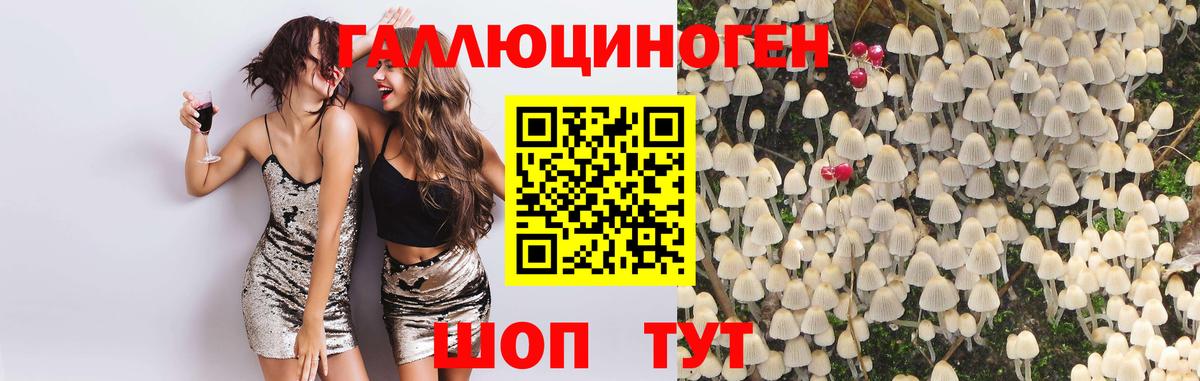 Галлюциногенные грибы Psilocybine cubensis Кизляр